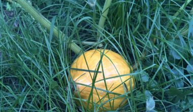 Kürbis wild aufgegangen, essbar?