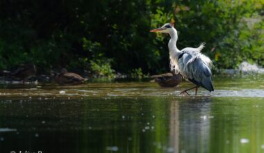 Graureiher + Bonus :)