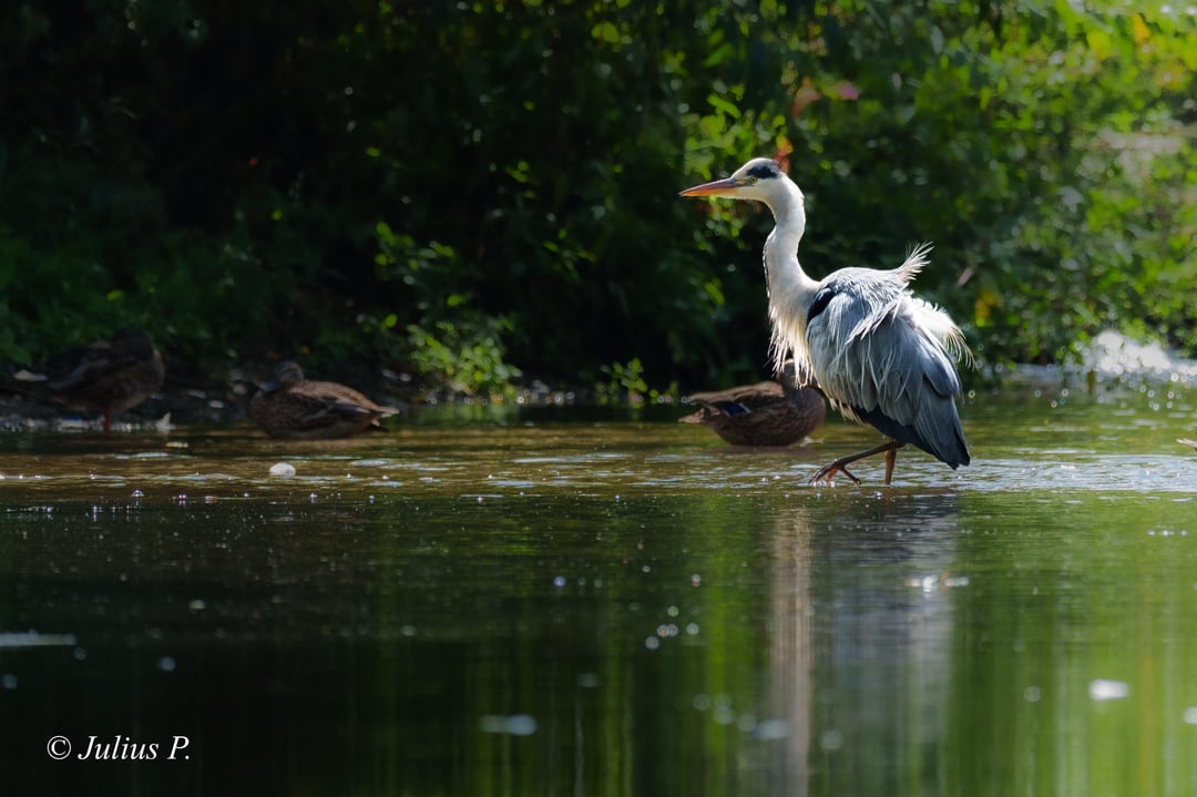 Graureiher + Bonus :)