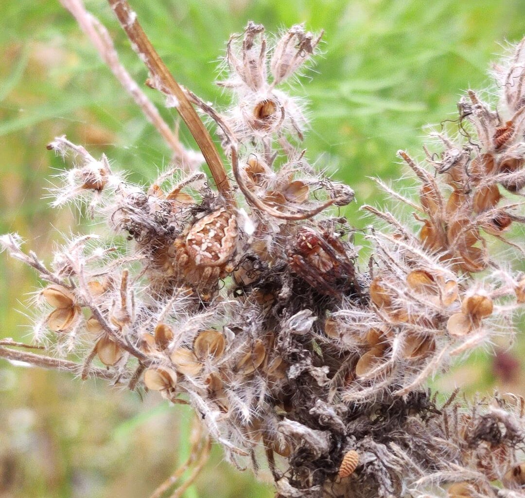 Kleine süße Spinnen auf meinem m Balkon