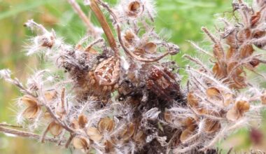Kleine süße Spinnen auf meinem m Balkon