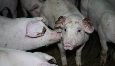 Terrified Piglets hit on face and kicked across the floor