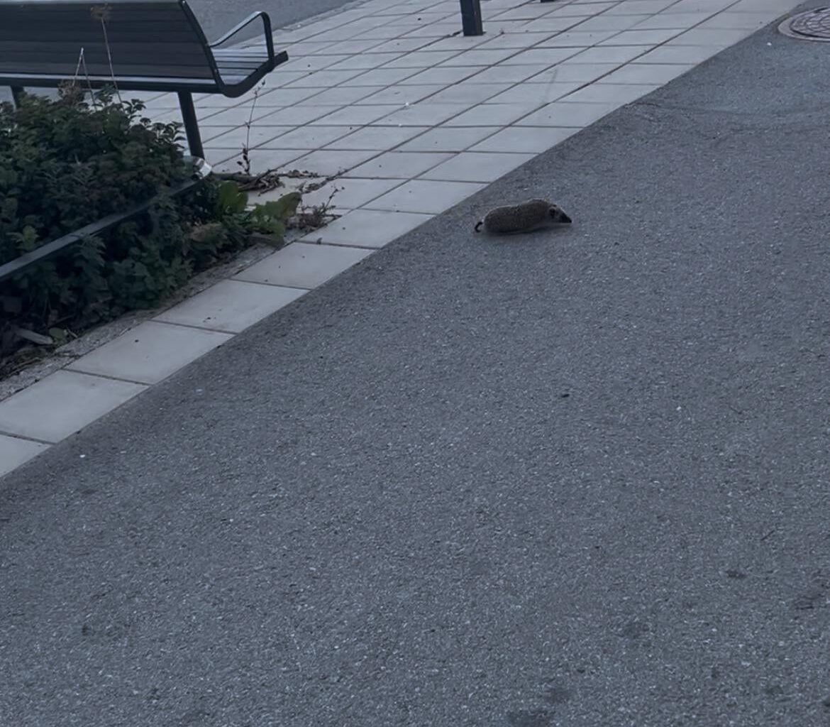 Såg en igelkott idag på min promenad!