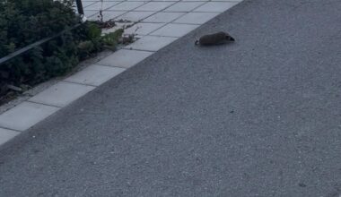 Såg en igelkott idag på min promenad!