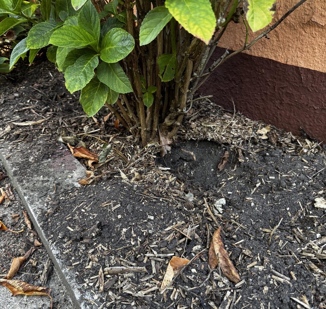 Welches Tier könnte hier gegraben haben?