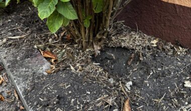 Welches Tier könnte hier gegraben haben?