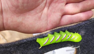 Raupe des Lingusterschwärmers am Kaminkorb entdeckt