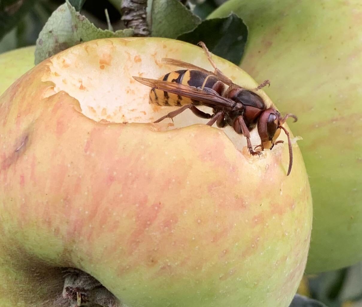 Eine hungrige Hornisse