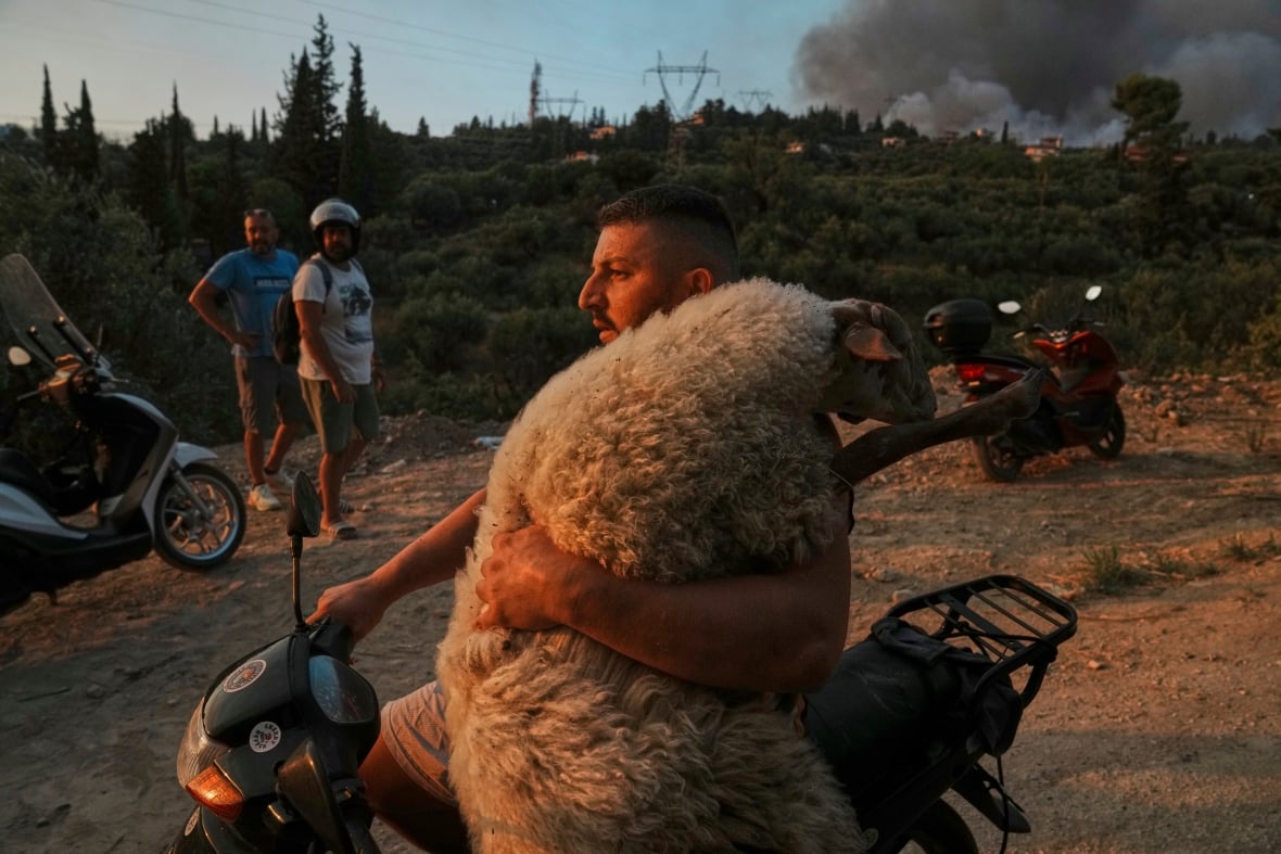 A man and a sheep travel by motorcycle during a wildfire in Patras, Greece.
