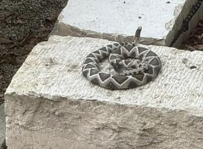 What type of snake is this?