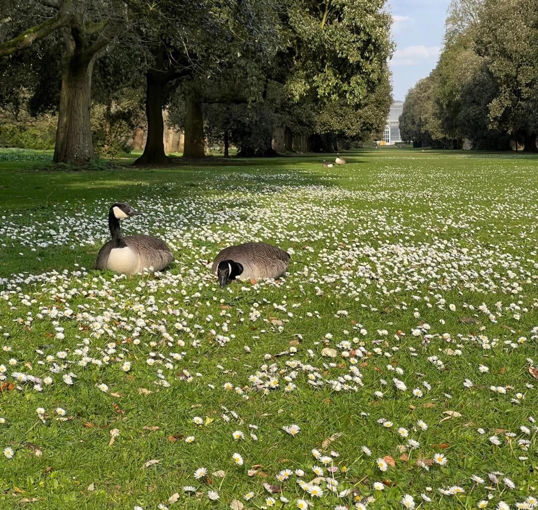 The 20-minute effect of parks is real.