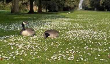 The 20-minute effect of parks is real.