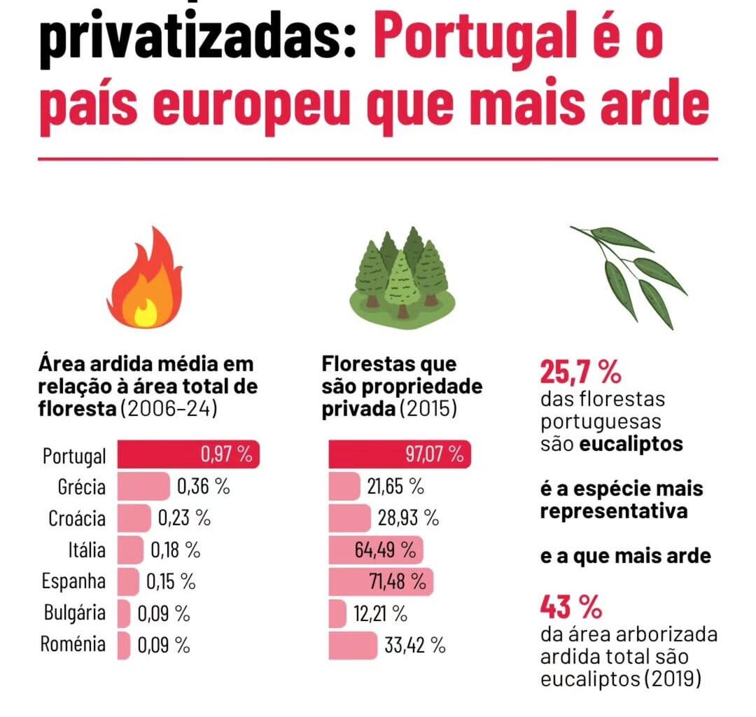 Eucaliptos e florestas privatizadas: Portugal é o país europeu que mais arde