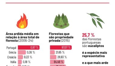 Eucaliptos e florestas privatizadas: Portugal é o país europeu que mais arde