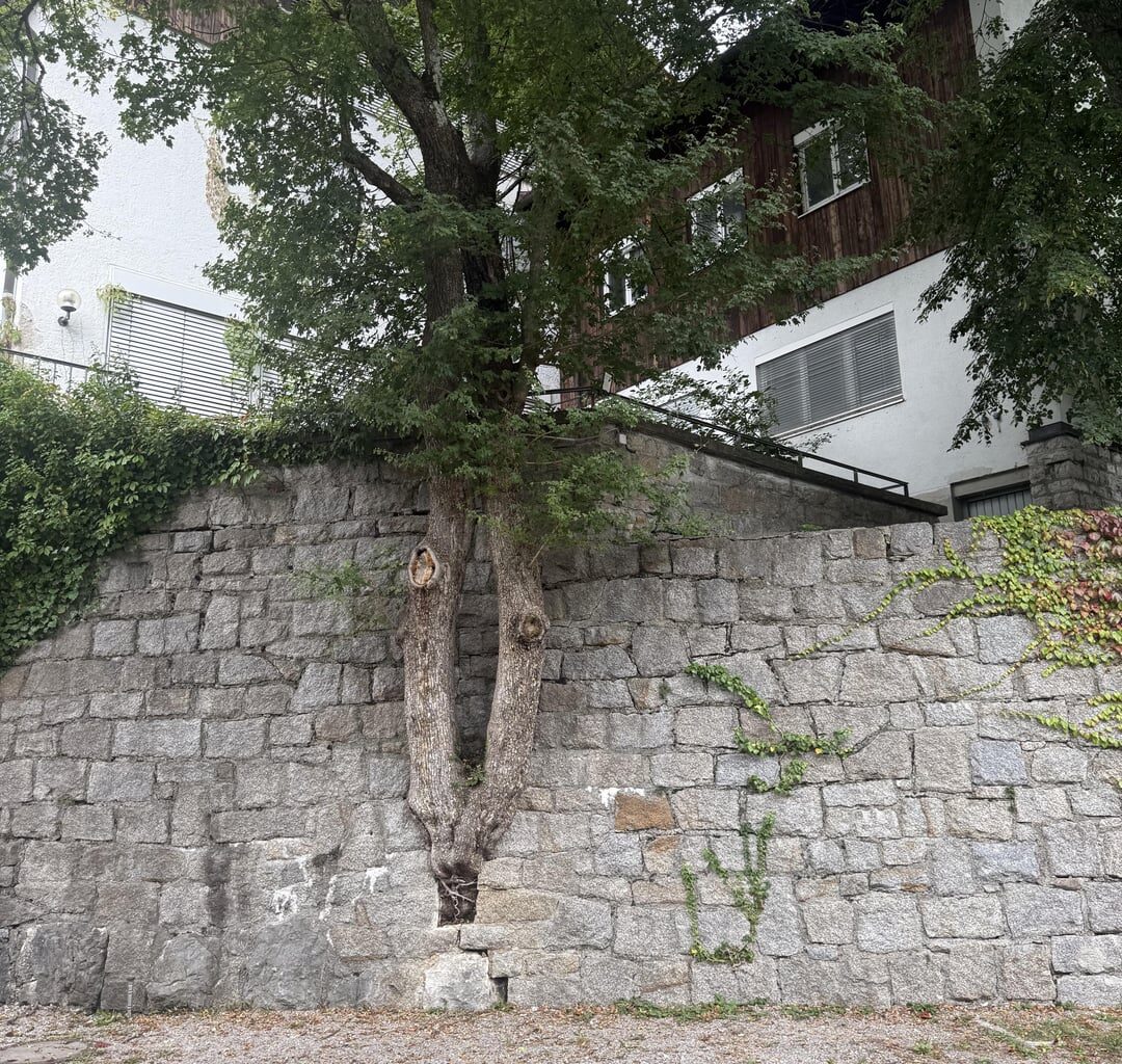 Erstaunliches Fugenwachstum