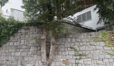 Erstaunliches Fugenwachstum