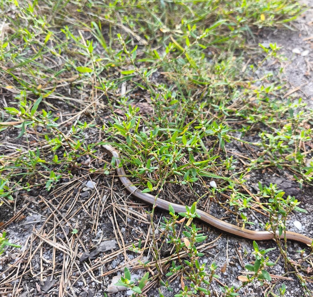 Gestern beim spazieren gehen mit meinem Sohn entdeckt