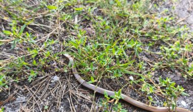 Gestern beim spazieren gehen mit meinem Sohn entdeckt