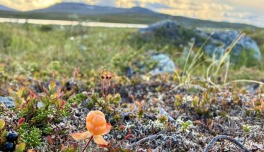 I hiked 130 km to Halti, the highest point in Finland, to gain inspiration