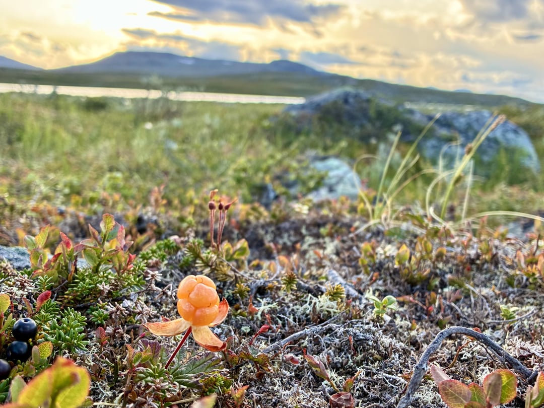 I hiked 130 km to Halti, the highest point in Finland, to gain inspiration