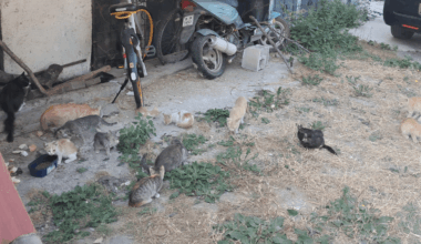 Котколюбците прекаляват