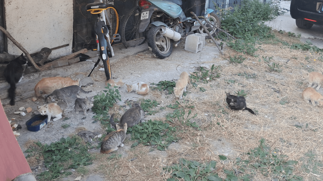 Котколюбците прекаляват
