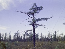 Nancy Holt - Pine Barrens [still] (1975)