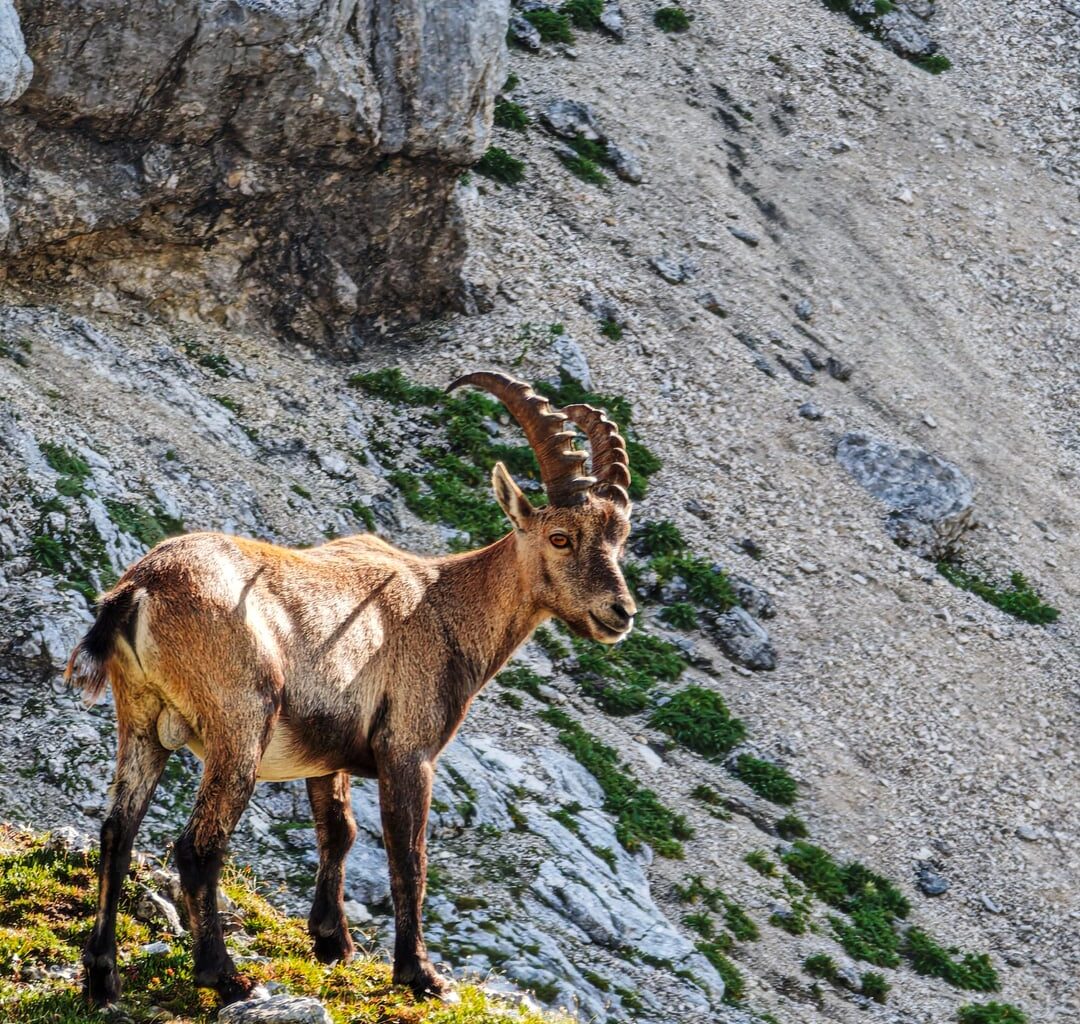 🐐 med Stenarjem in Gamsovcem.