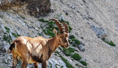 🐐 med Stenarjem in Gamsovcem.