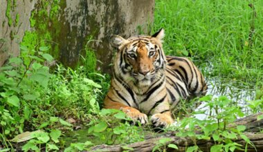 Nepal struggles with man-tiger conflict, with at least 42 killed in past five years