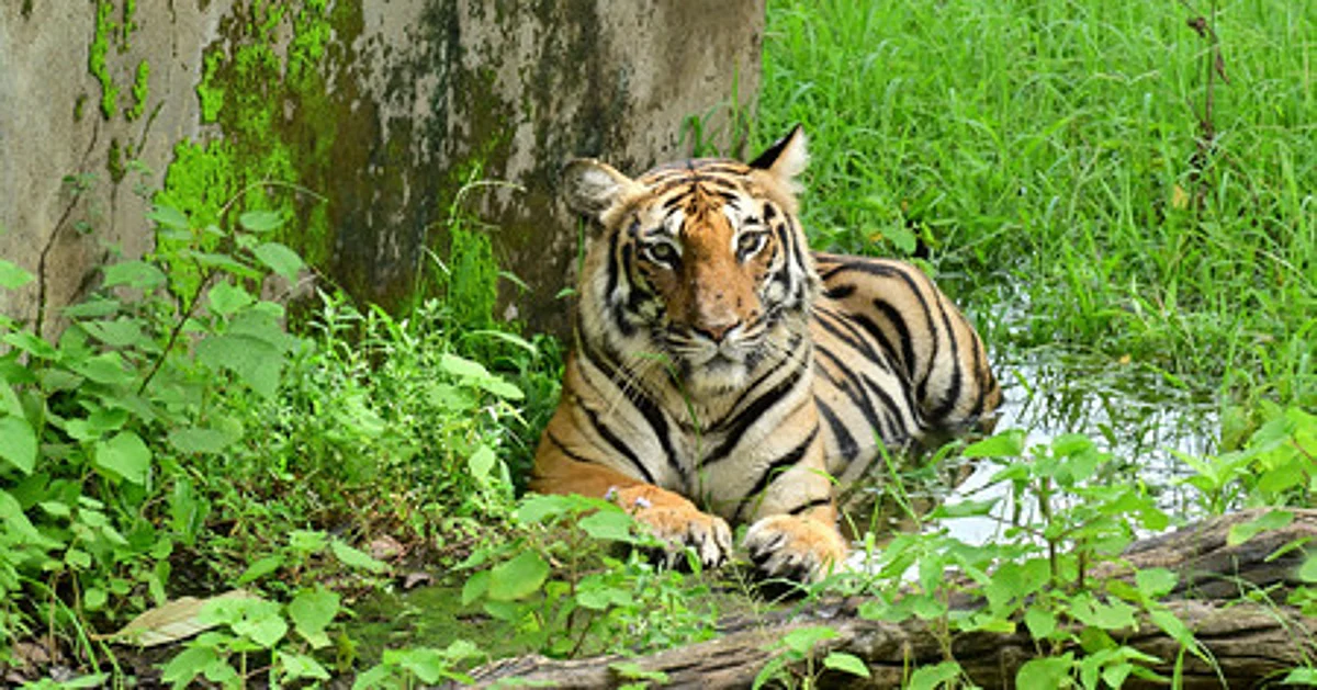 Nepal struggles with man-tiger conflict, with at least 42 killed in past five years