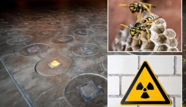 Radioactive wasp nests at South Carolina nuclear site raise worries about possible contamination, leaks