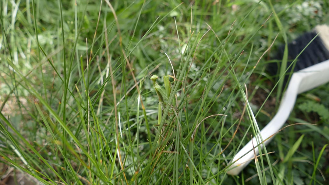 Hab die Lady aus der Regentonne gefischt