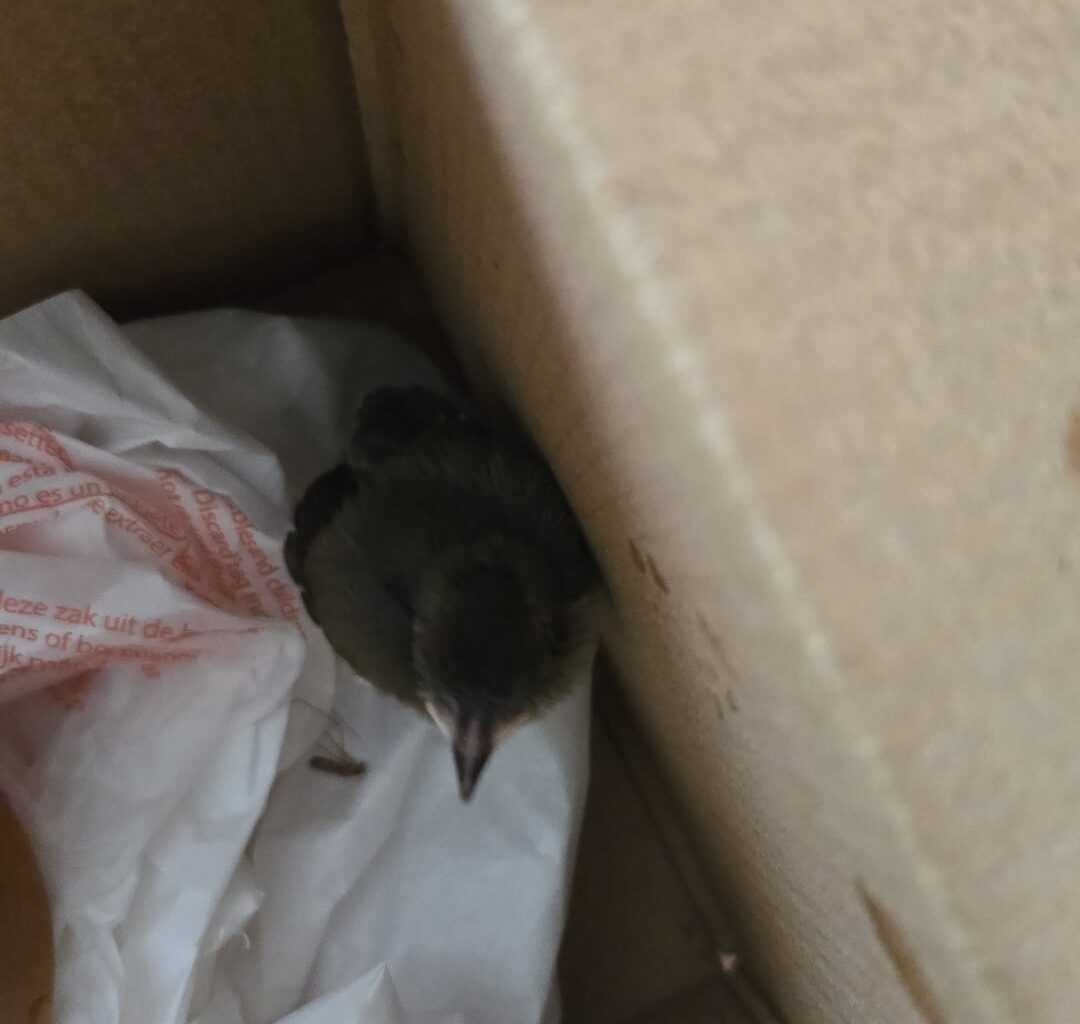 Help!!! Husband came across a baby bird. Not sure if it's injured. It's not flying, but appears to be upset (understandable so). Local vets are closed. What to do?