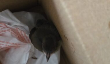 Help!!! Husband came across a baby bird. Not sure if it's injured. It's not flying, but appears to be upset (understandable so). Local vets are closed. What to do?