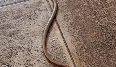 Slow worm mate turned up in the kitchen this morning