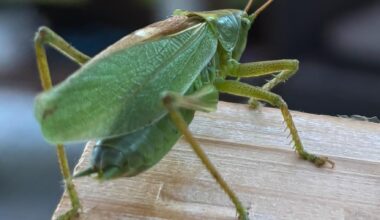 Grasshopper - Locust