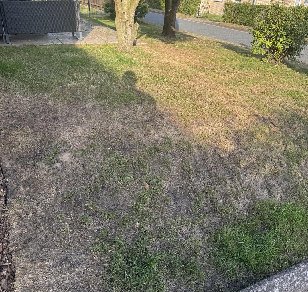 Rasen sieht kacke aus