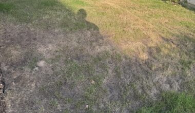 Rasen sieht kacke aus