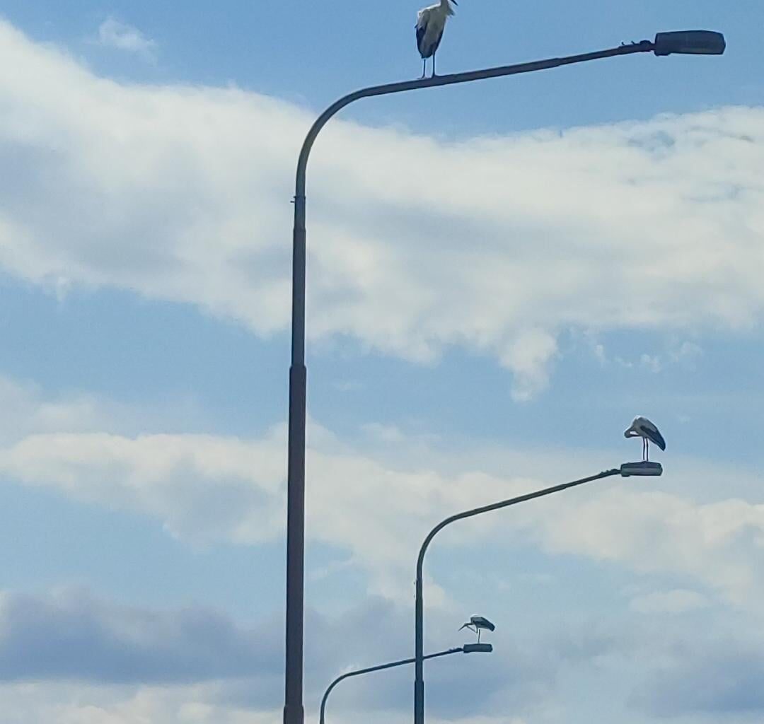 Štorklje na čakanju