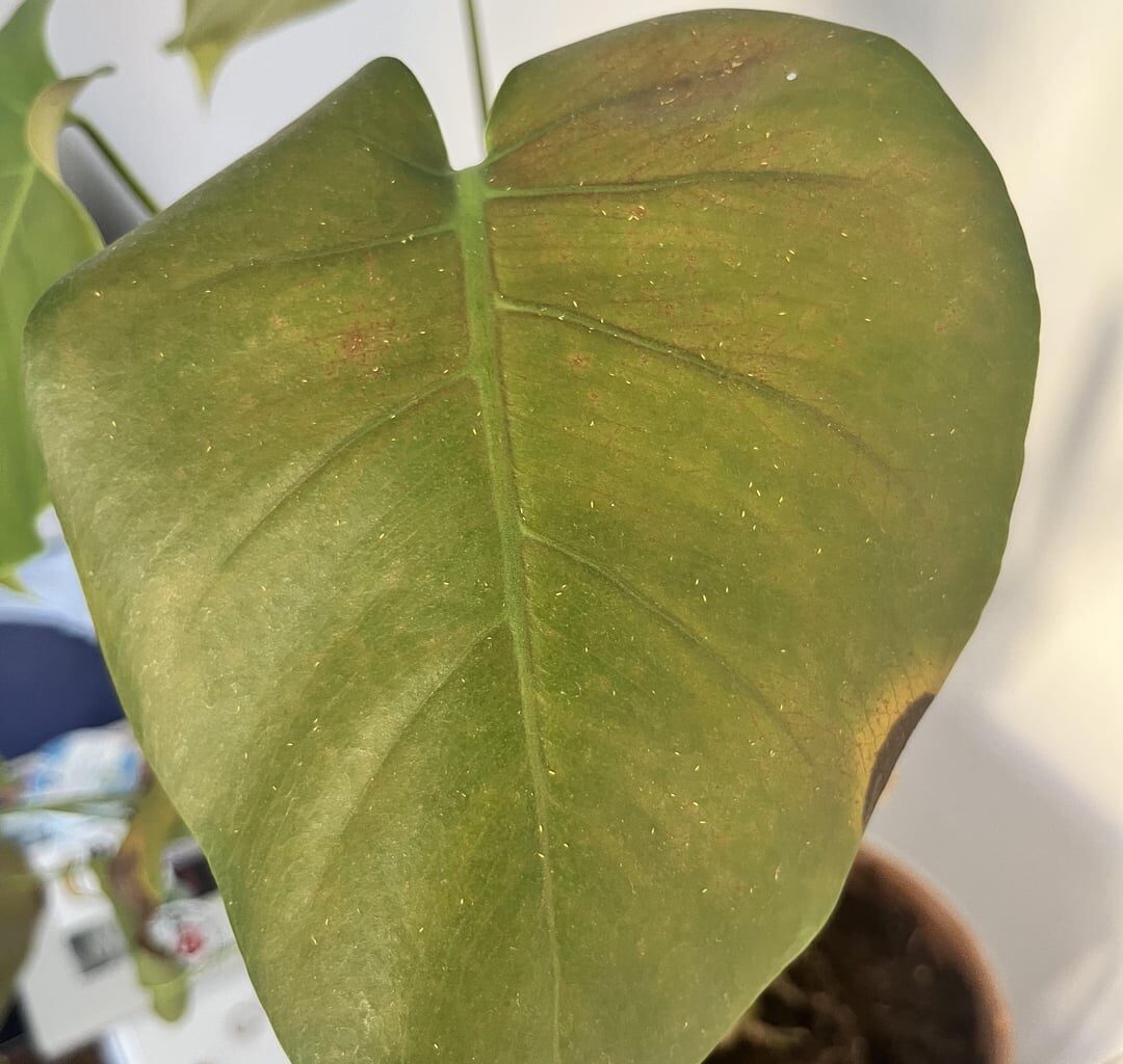 Was fehlt meiner monstera?