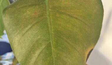 Was fehlt meiner monstera?