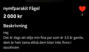 Hjälp mig hitta mina fåglar