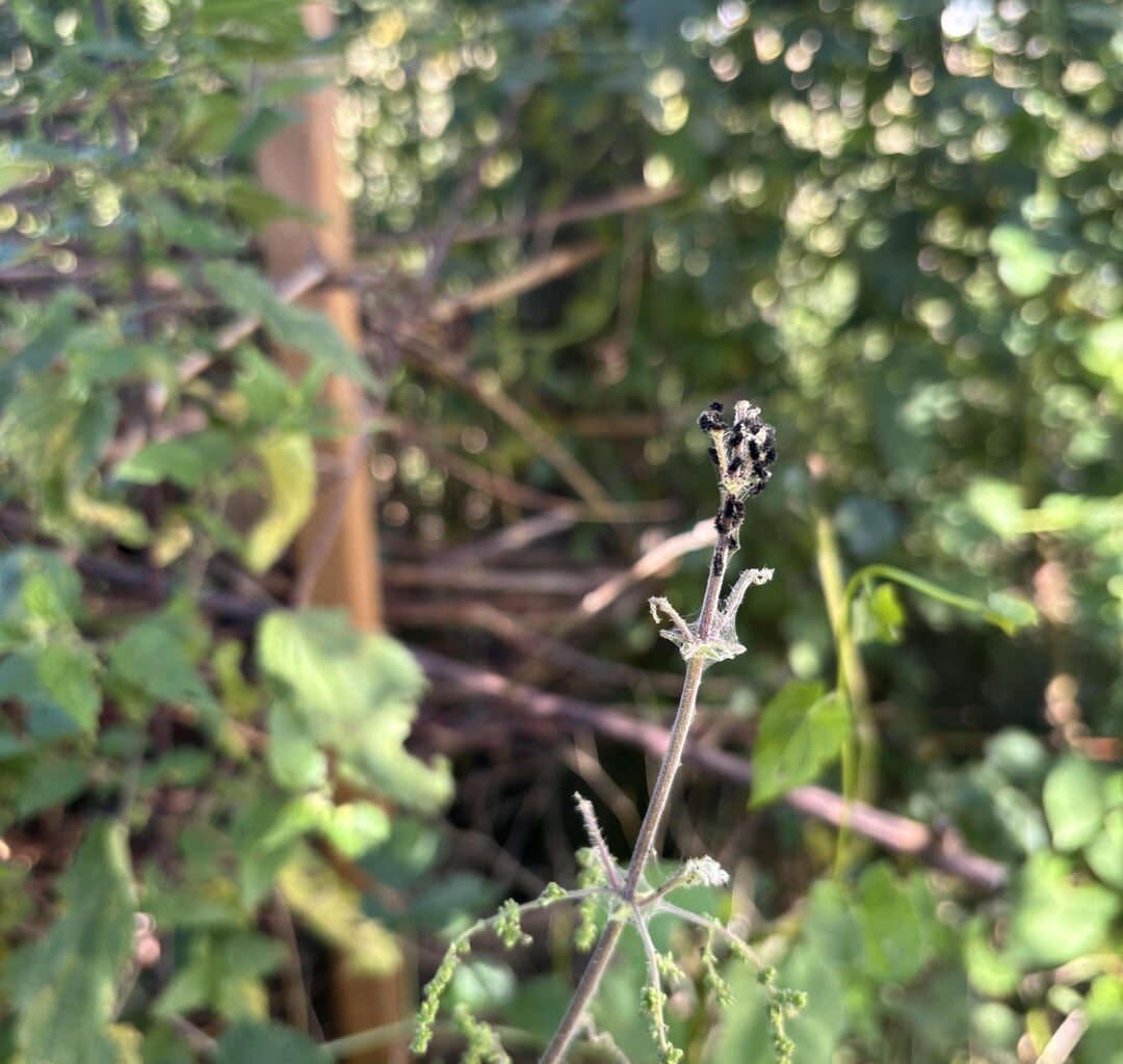 Tagpfauenauge-Raupen auf den Brennesseln in unserem Garten