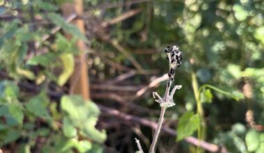 Tagpfauenauge-Raupen auf den Brennesseln in unserem Garten