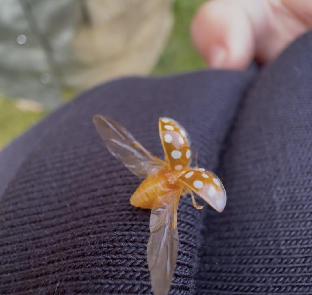 Sehr hübscher Käfer 😊