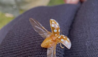 Sehr hübscher Käfer 😊