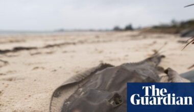 ‘We’re trying to call on everybody that we can’: South Australia scrambles to fight its pulsating algal bloom | South Australia