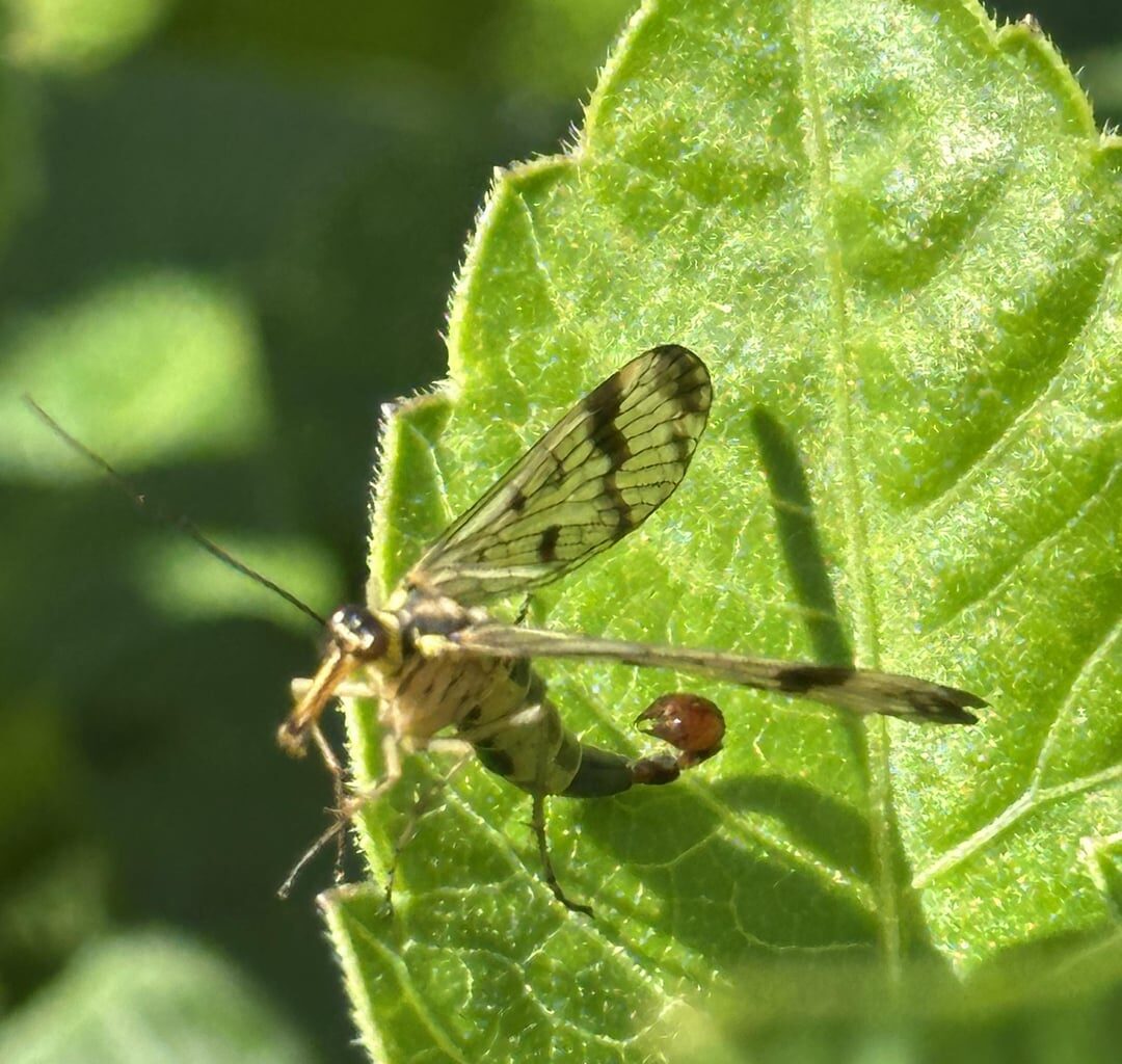 Gemeine Skorpionsfliege