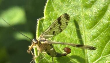 Gemeine Skorpionsfliege